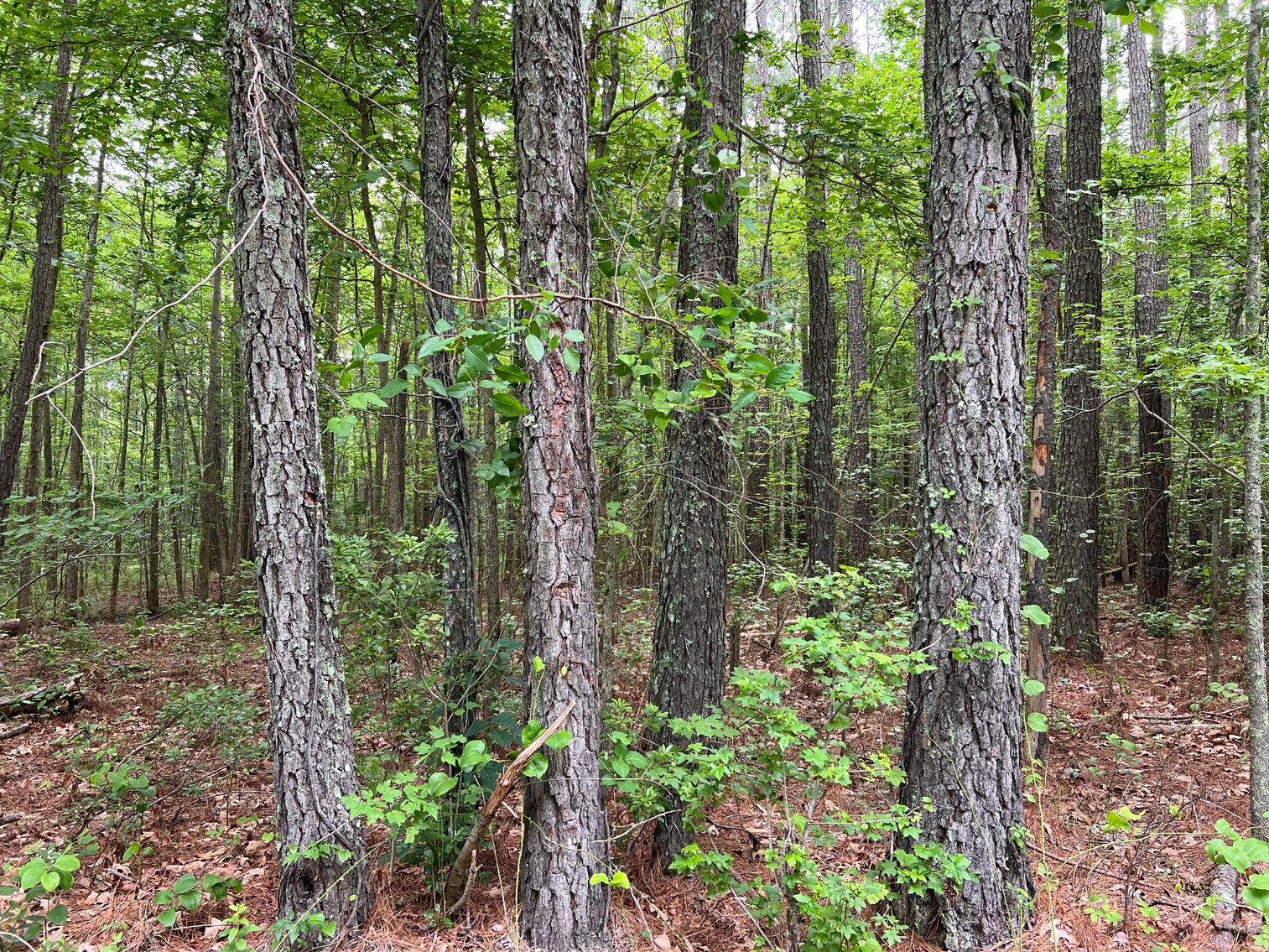 Image for Mathews County Tax Delinquent Sale