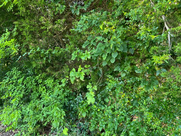 Image for Prince Edward County Tax Delinquent Sale