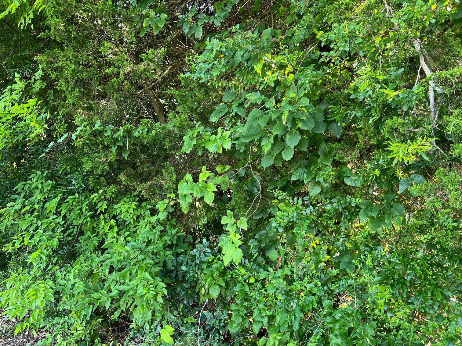 Image for Prince Edward County Tax Delinquent Sale