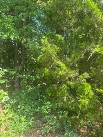 Image for Essex County, VA Sale of Tax Delinquent Real Estate