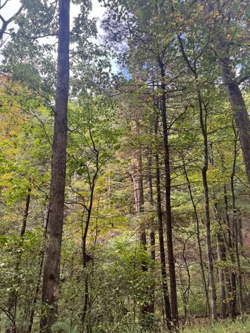 Image for Shenandoah County, VA Sale of Tax Delinquent Real Estate