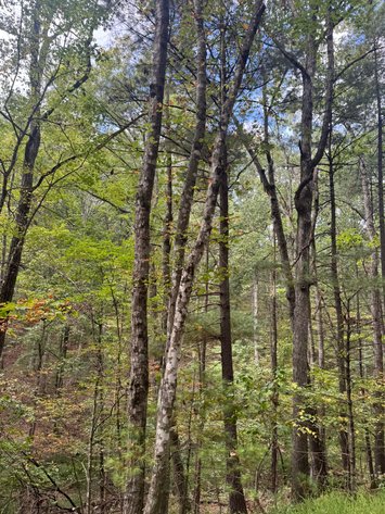 Image for Stafford County, VA Sale of Tax Delinquent Real Estate 10-28-2025