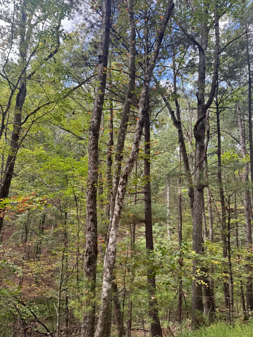 Image for Stafford County, VA Sale of Tax Delinquent Real Estate 10-28-2025