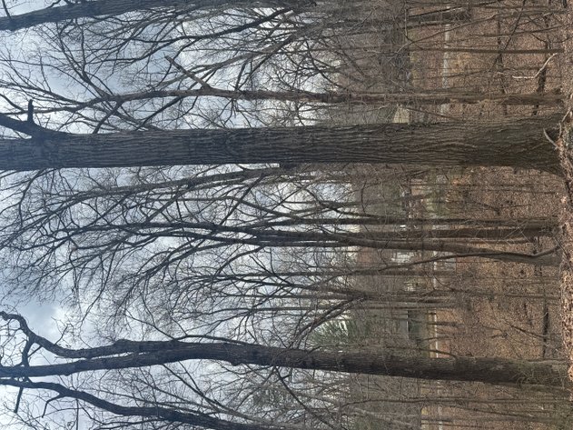 Image for Clarke County, VA Sale of Tax Delinquent Real Estate