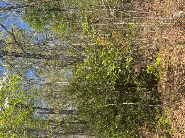 Image for Louisa County Tax Delinquent Sale