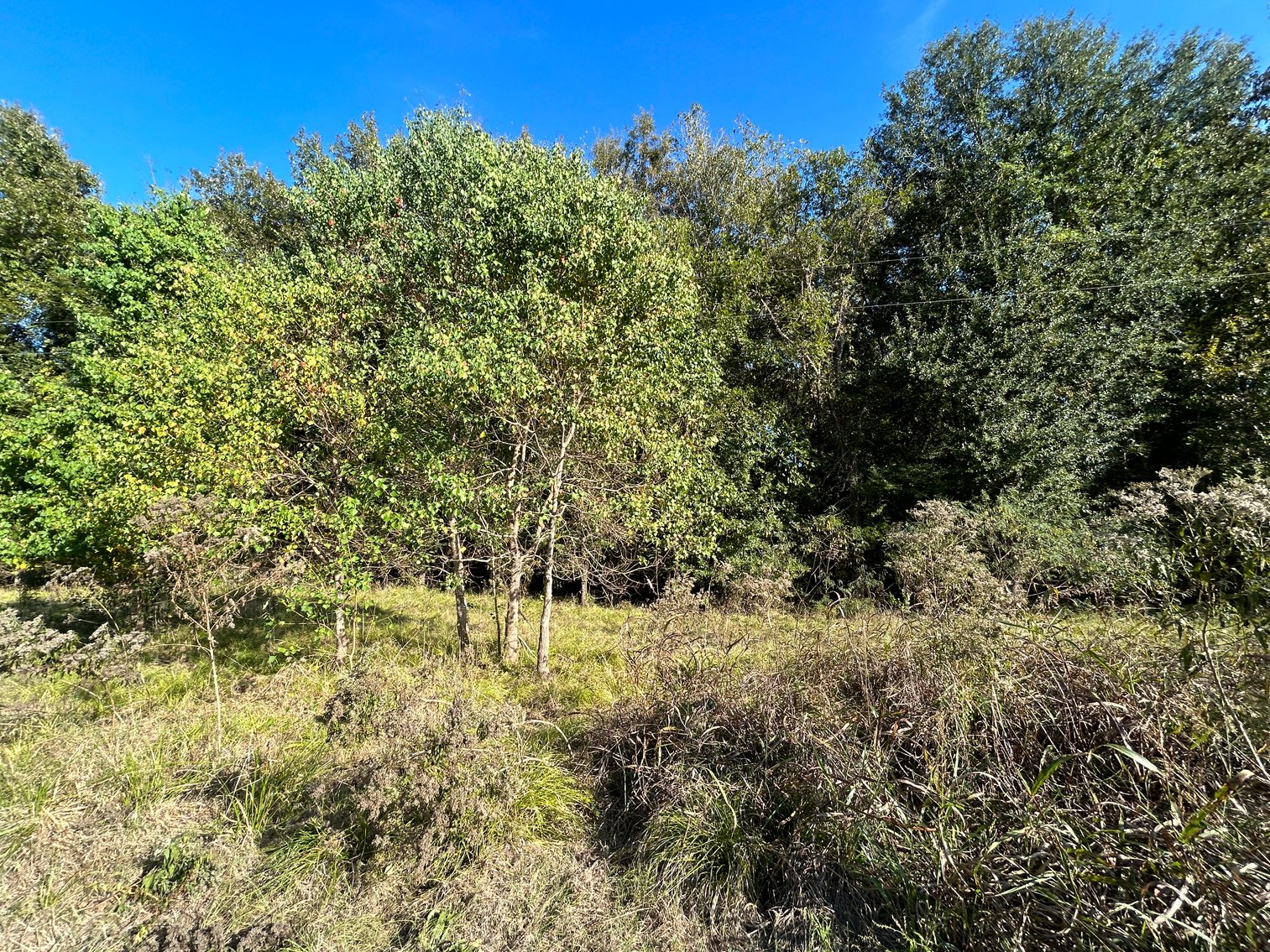 Image for Cypress Lakes Circle, Cleveland, TX Real Estate Online Auction