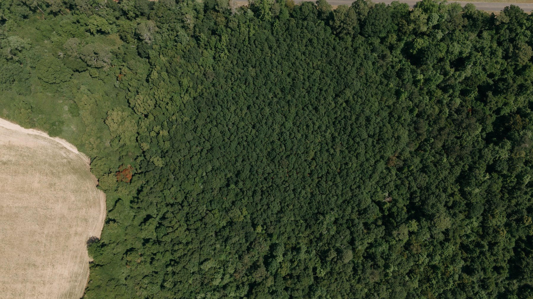 Image for 143 +/- Acre Investment Opportunity in Northern Thomas County, Georgia