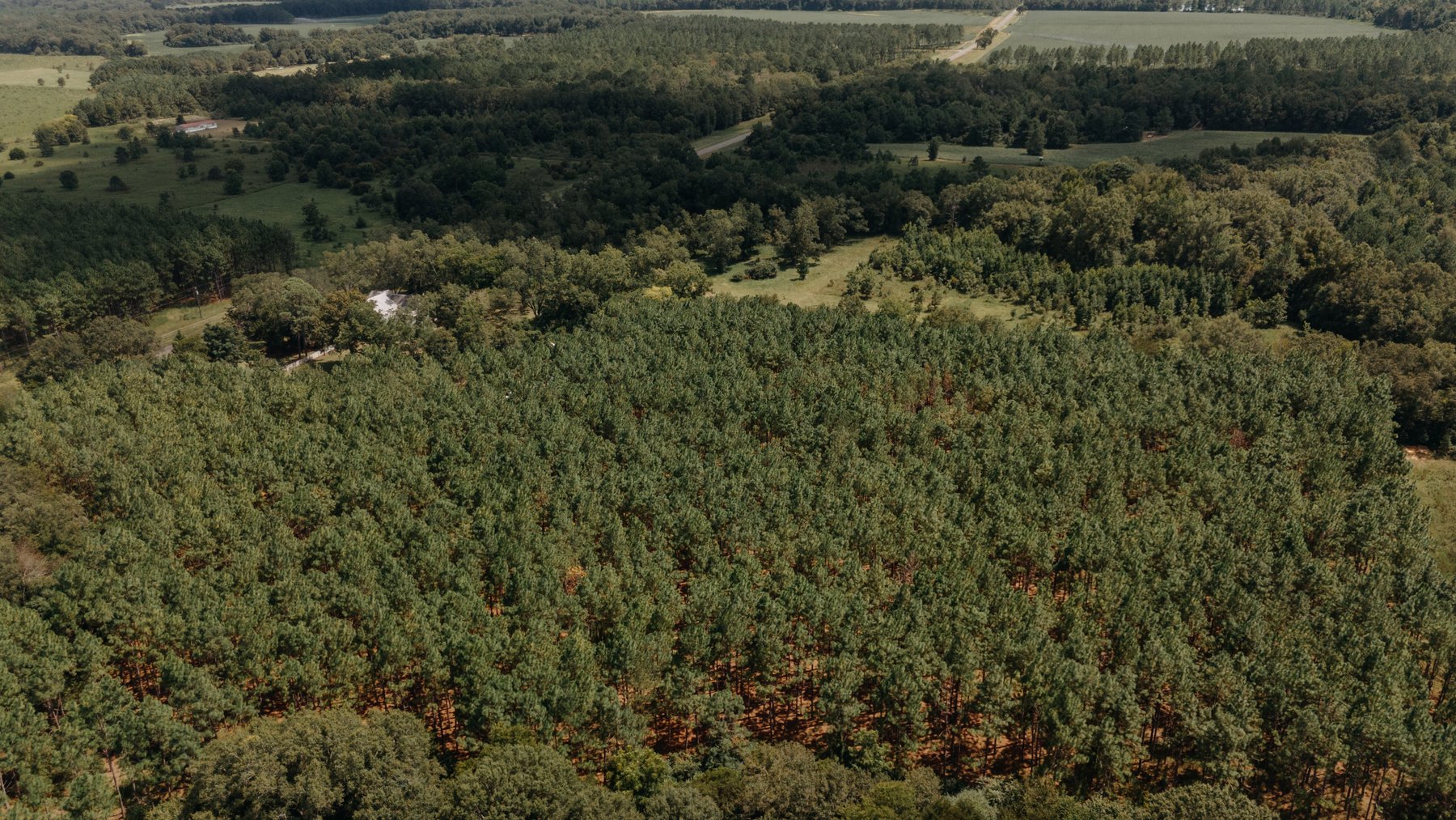 Image for 77.2 +/- Acre Sumter County Retreat: Restored Farmhouse, Hunting Land, and Timber Offered in Four Tracts
