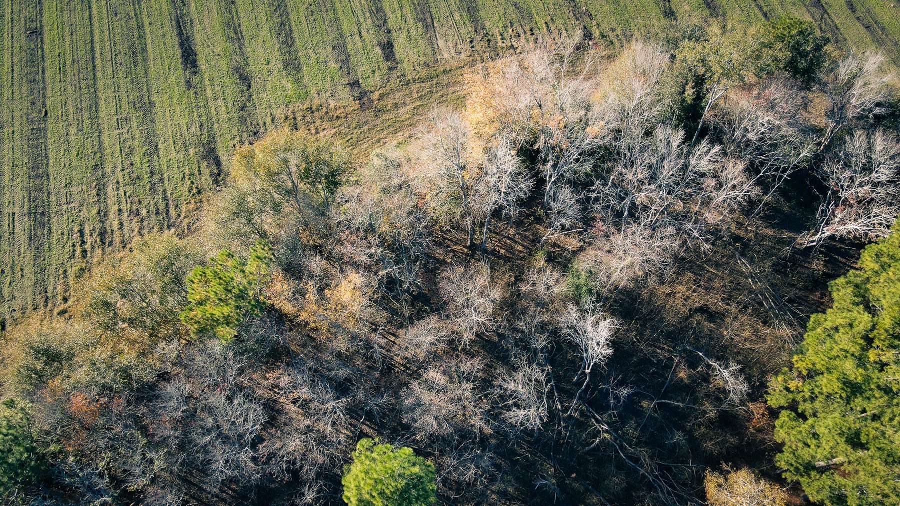 Image for *SOLD* Brooks County Hobby Farm *SOLD*