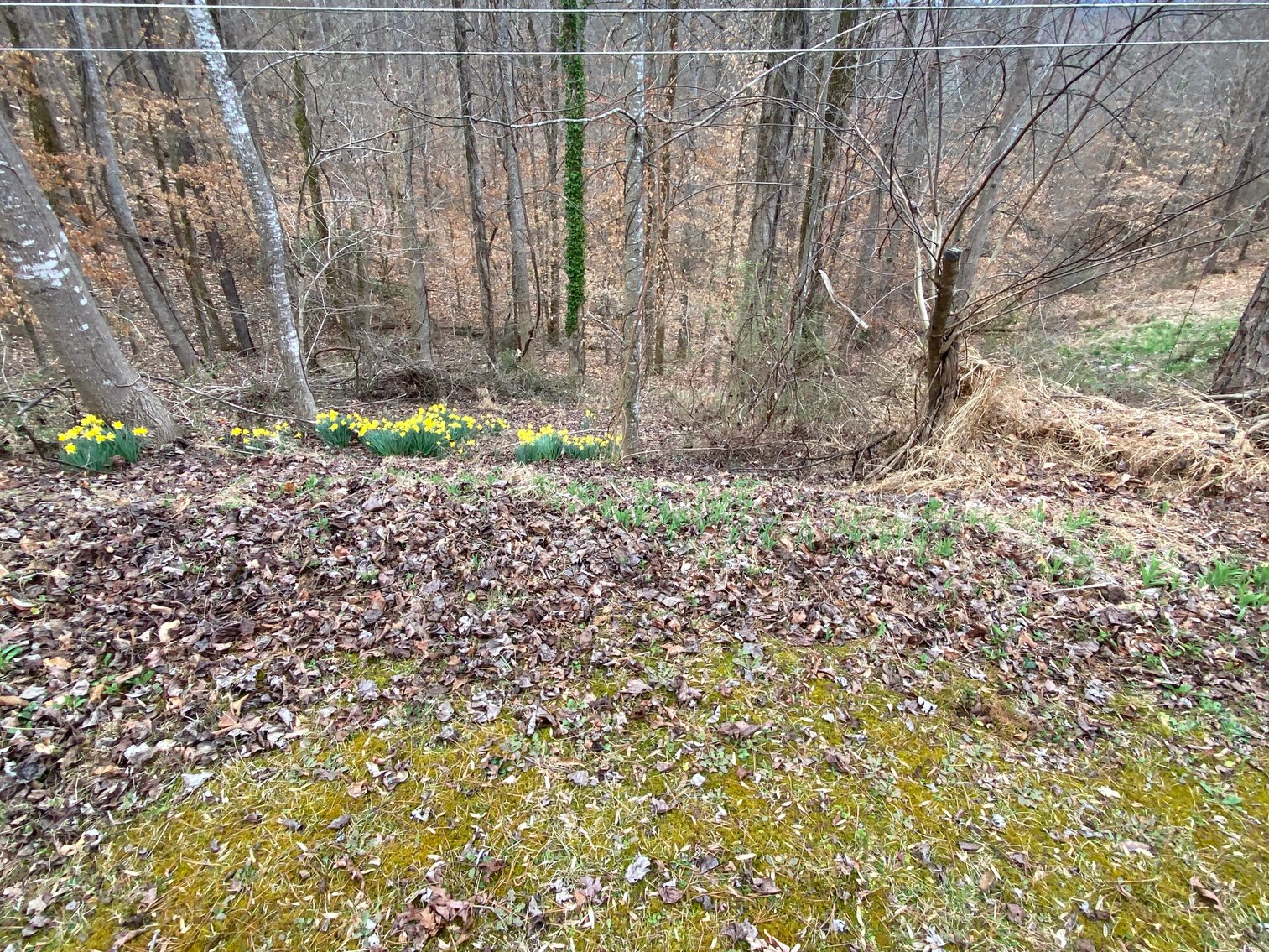 Image for Gordon Hall Estate - 3 Bedroom Home with Bonus Lot in Elkin, NC