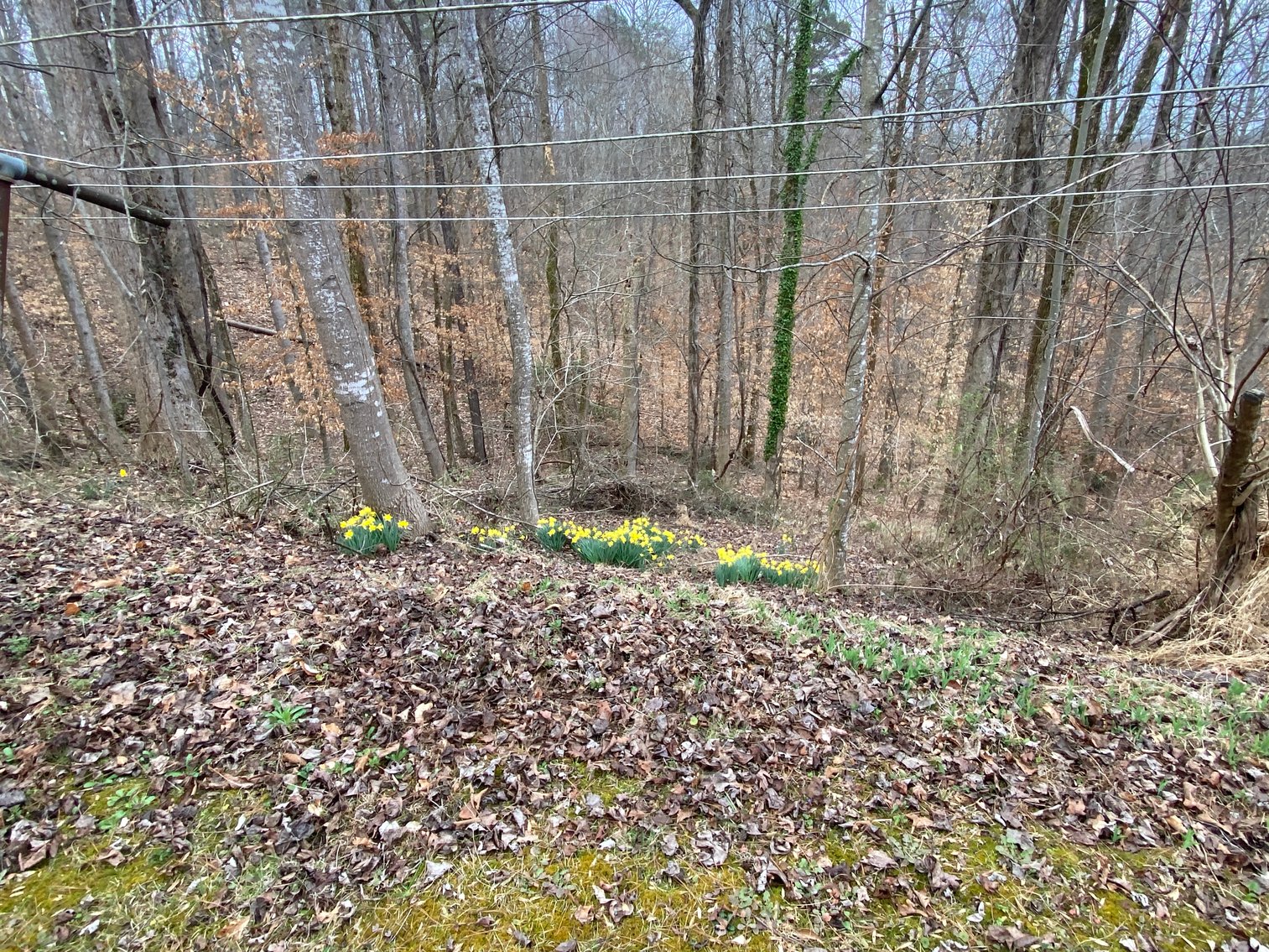 Image for Gordon Hall Estate - 3 Bedroom Home with Bonus Lot in Elkin, NC