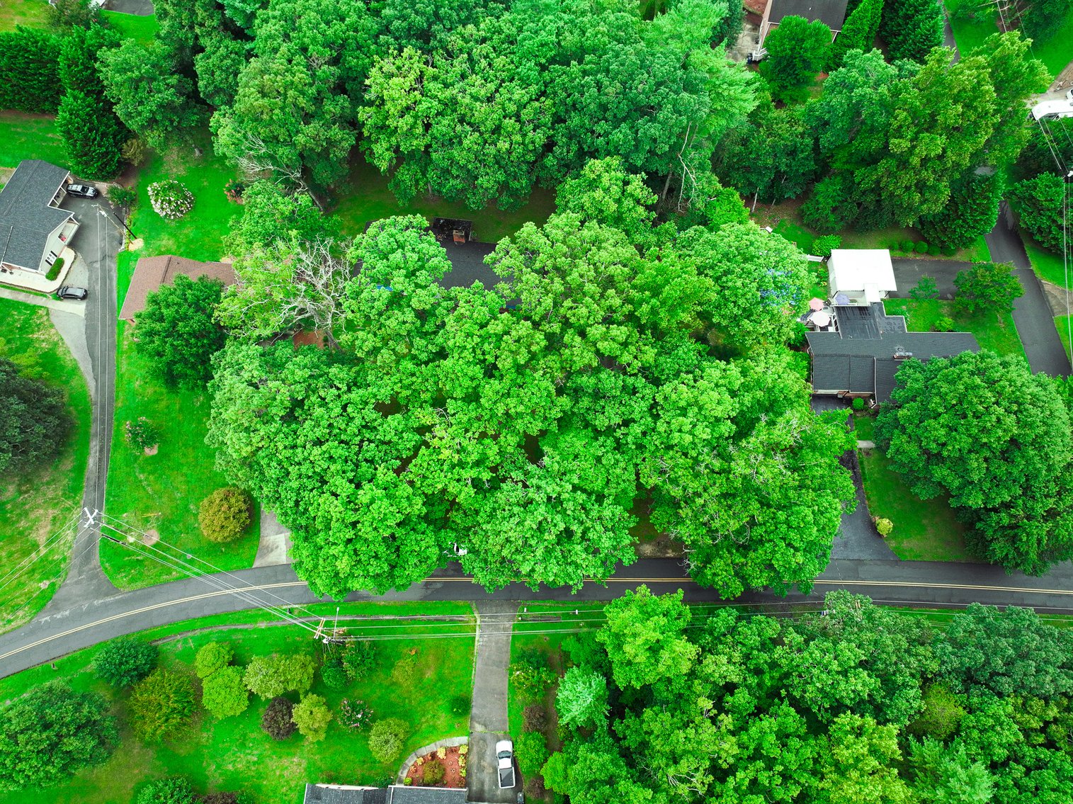 Image for Home For Sale in Mount Airy -  308 Jackson Road