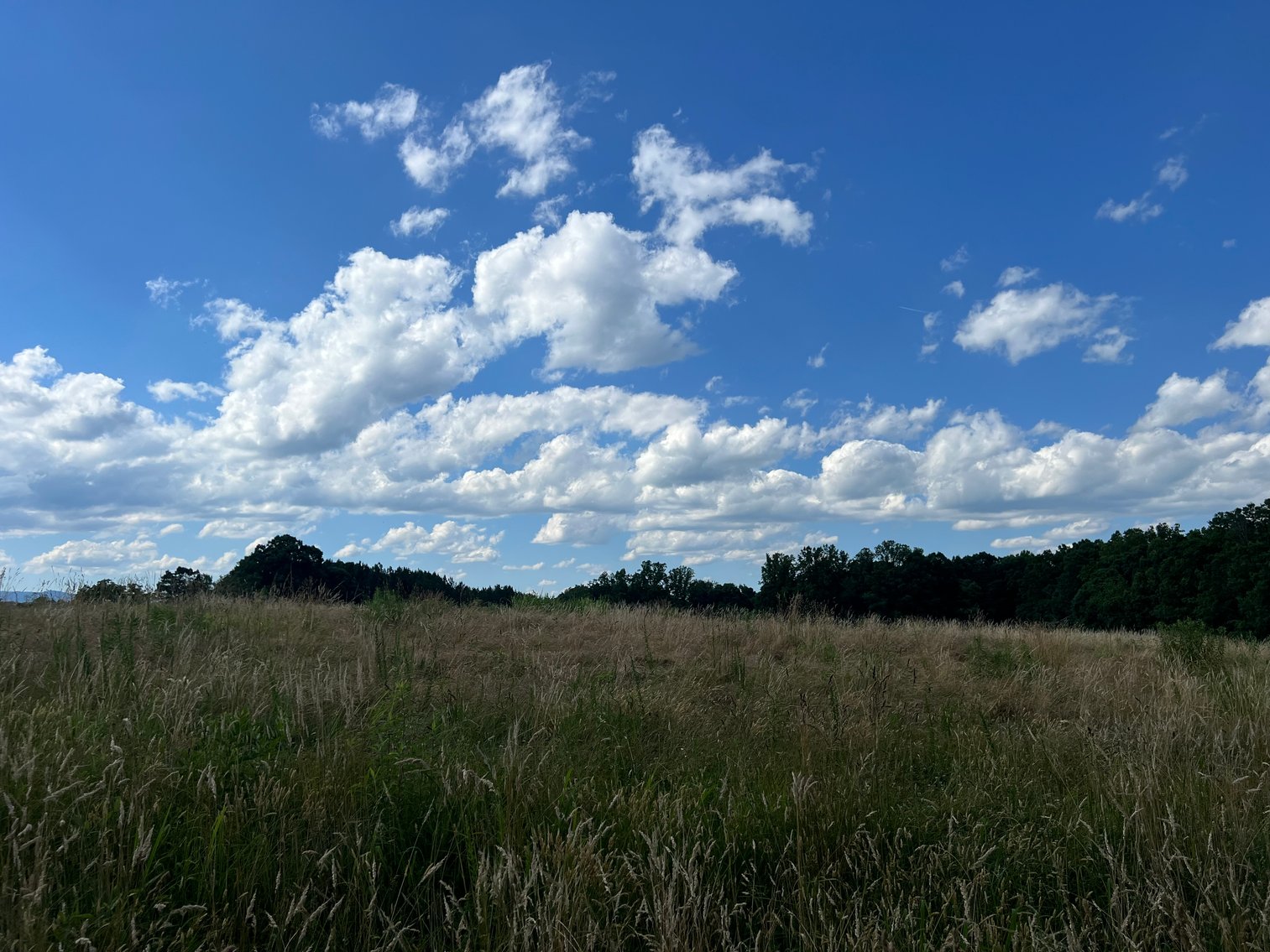 Image for Commissioner's Sale - 59± Acres in Mount Airy, NC (In Upset Bid Period)