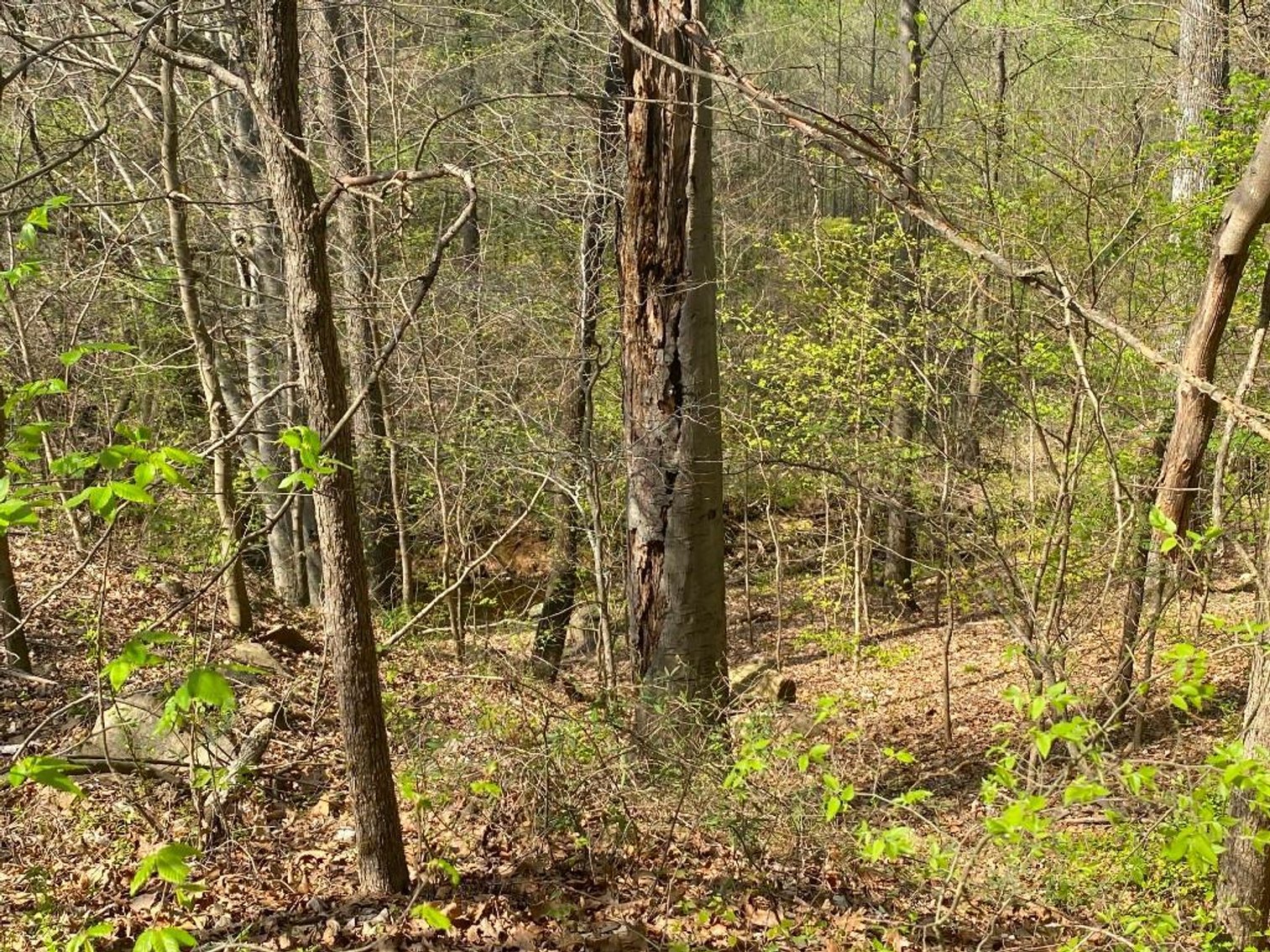 Image for Bankruptcy Auction - Concord, NC - Commercial/Res ±7.28 Acres