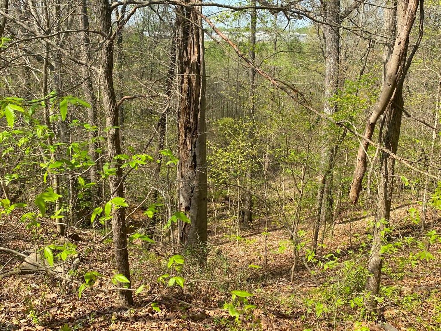 Image for Bankruptcy Auction - Concord, NC - Commercial/Res ±7.28 Acres