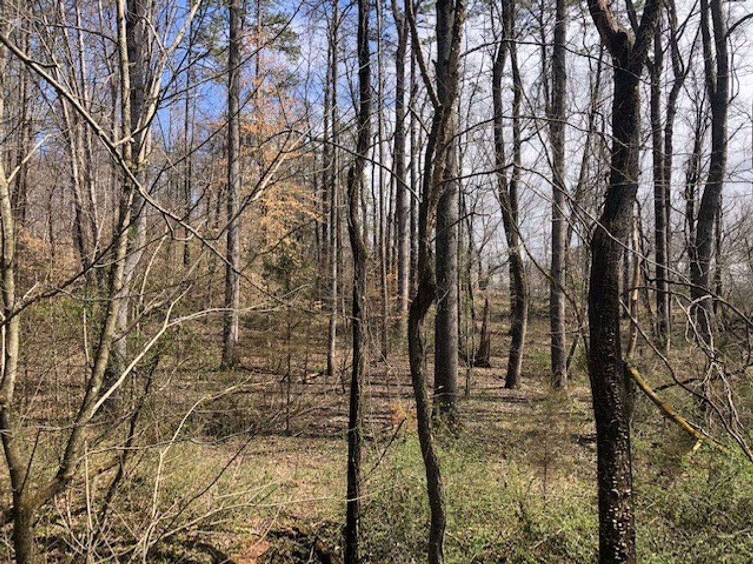 Image for Land For Sale in Pfafftown - River Ridge Road