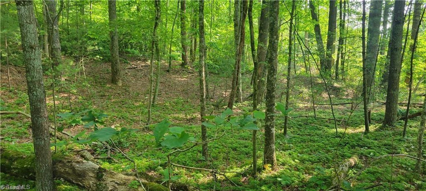 Image for Land for Sale in Mount Airy - 00 E Pine Street