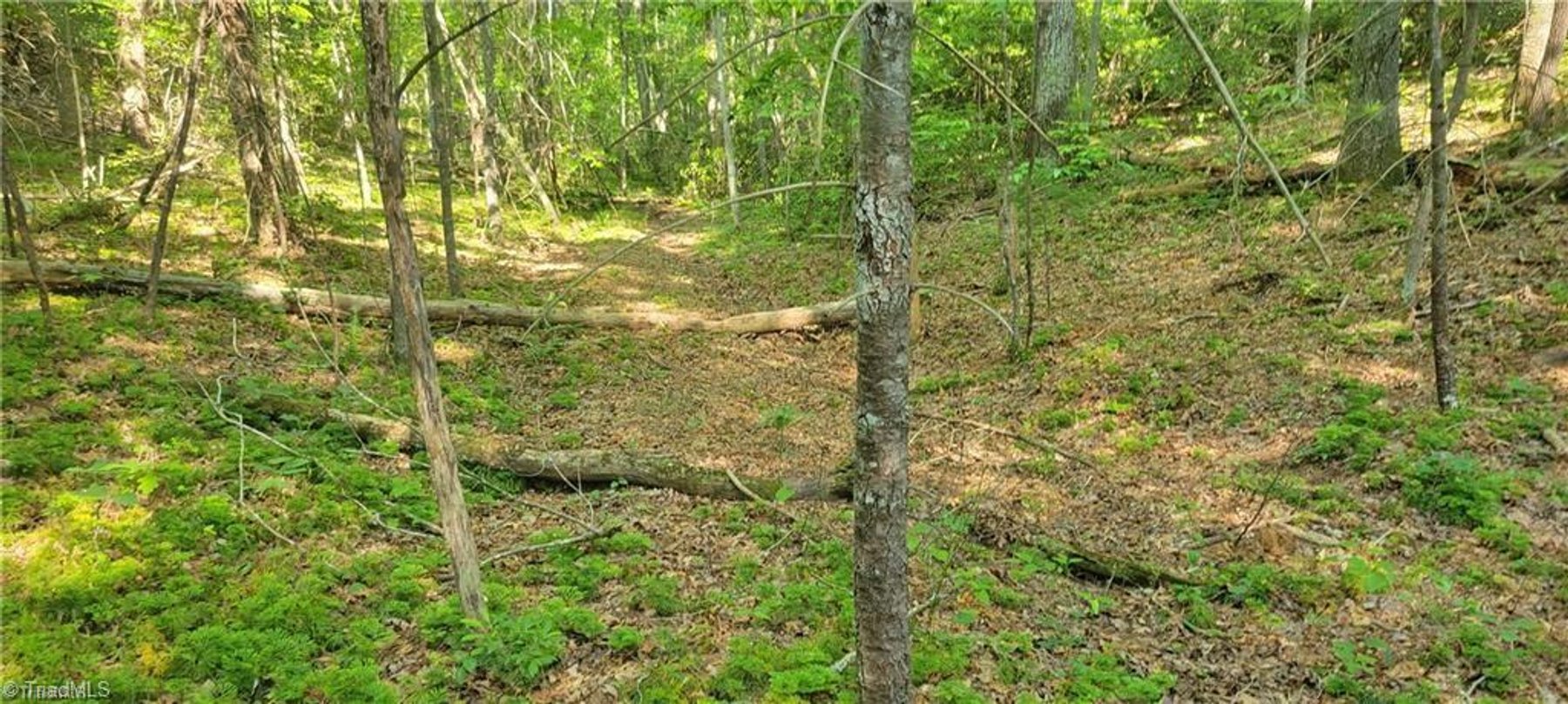 Image for Land for Sale in Mount Airy - 00 E Pine Street