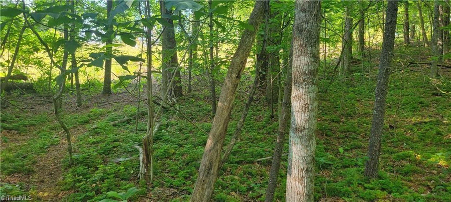 Image for Land for Sale in Mount Airy - 00 E Pine Street