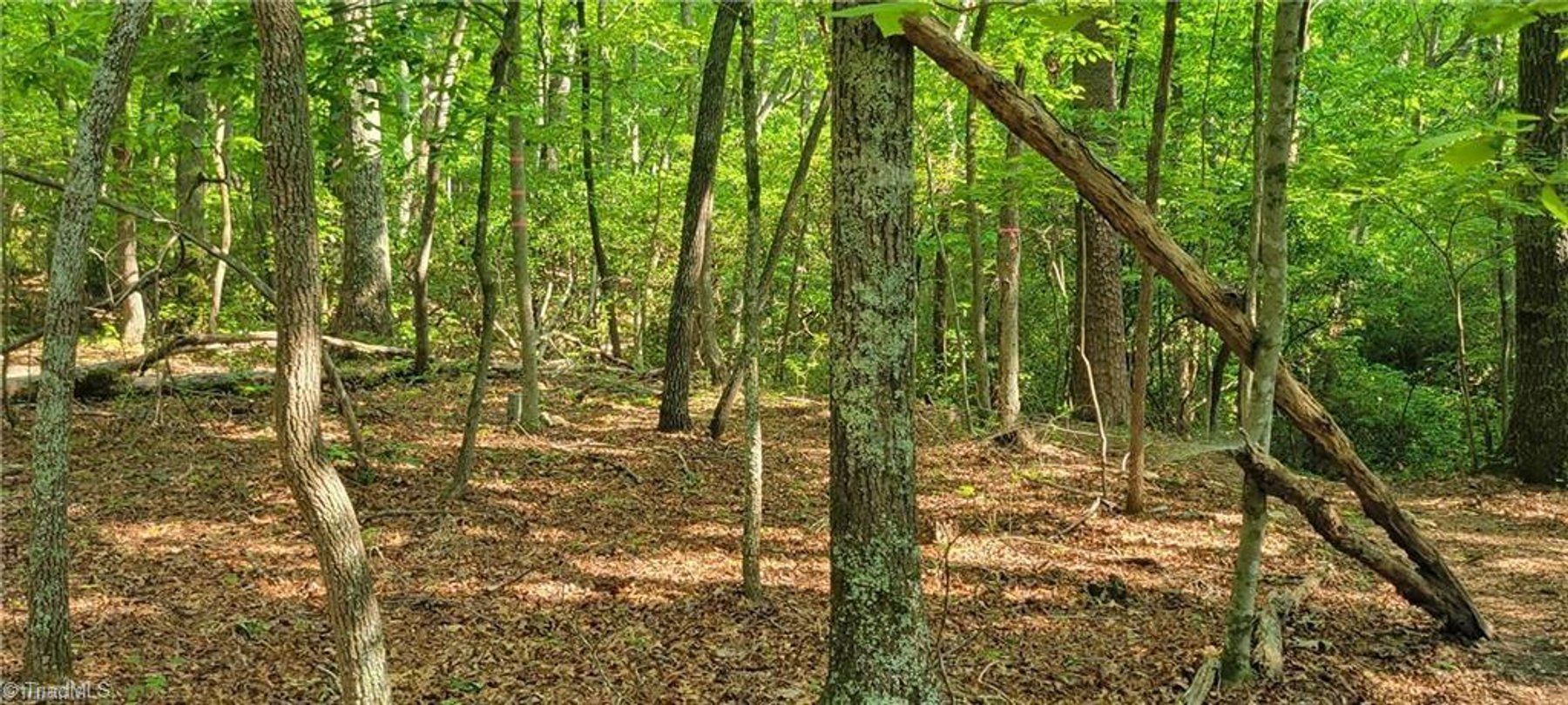 Image for Land for Sale in Mount Airy - 00 E Pine Street