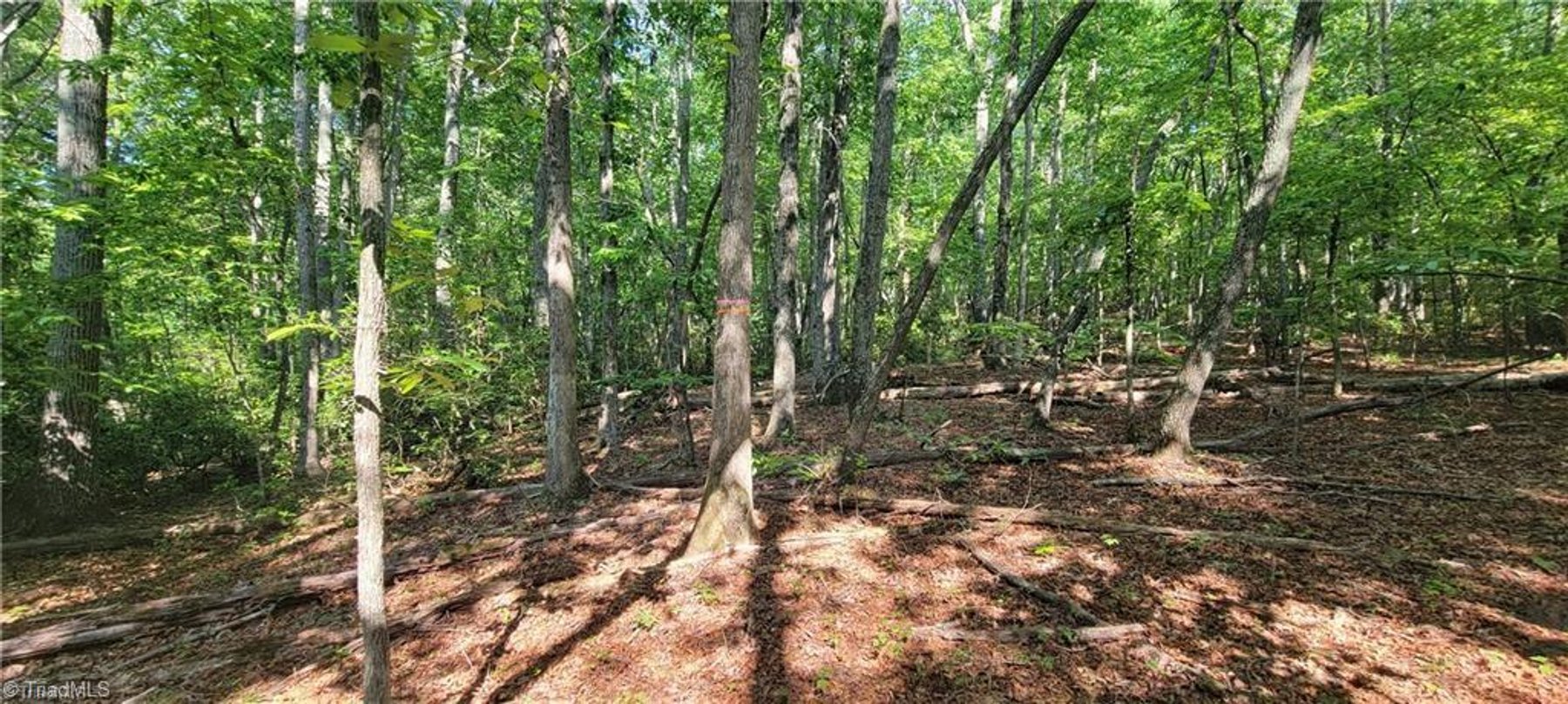 Image for Land for Sale in Mount Airy - 00 E Pine Street