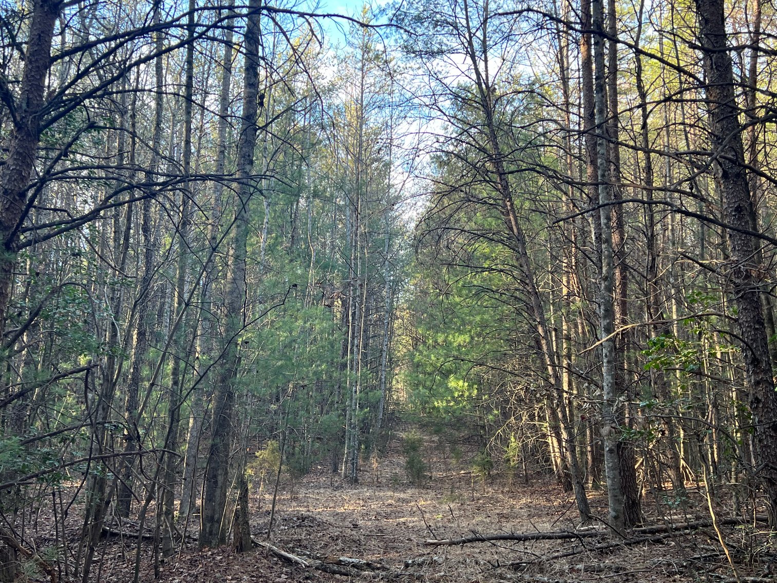 Image for 119± Acre Land Auction