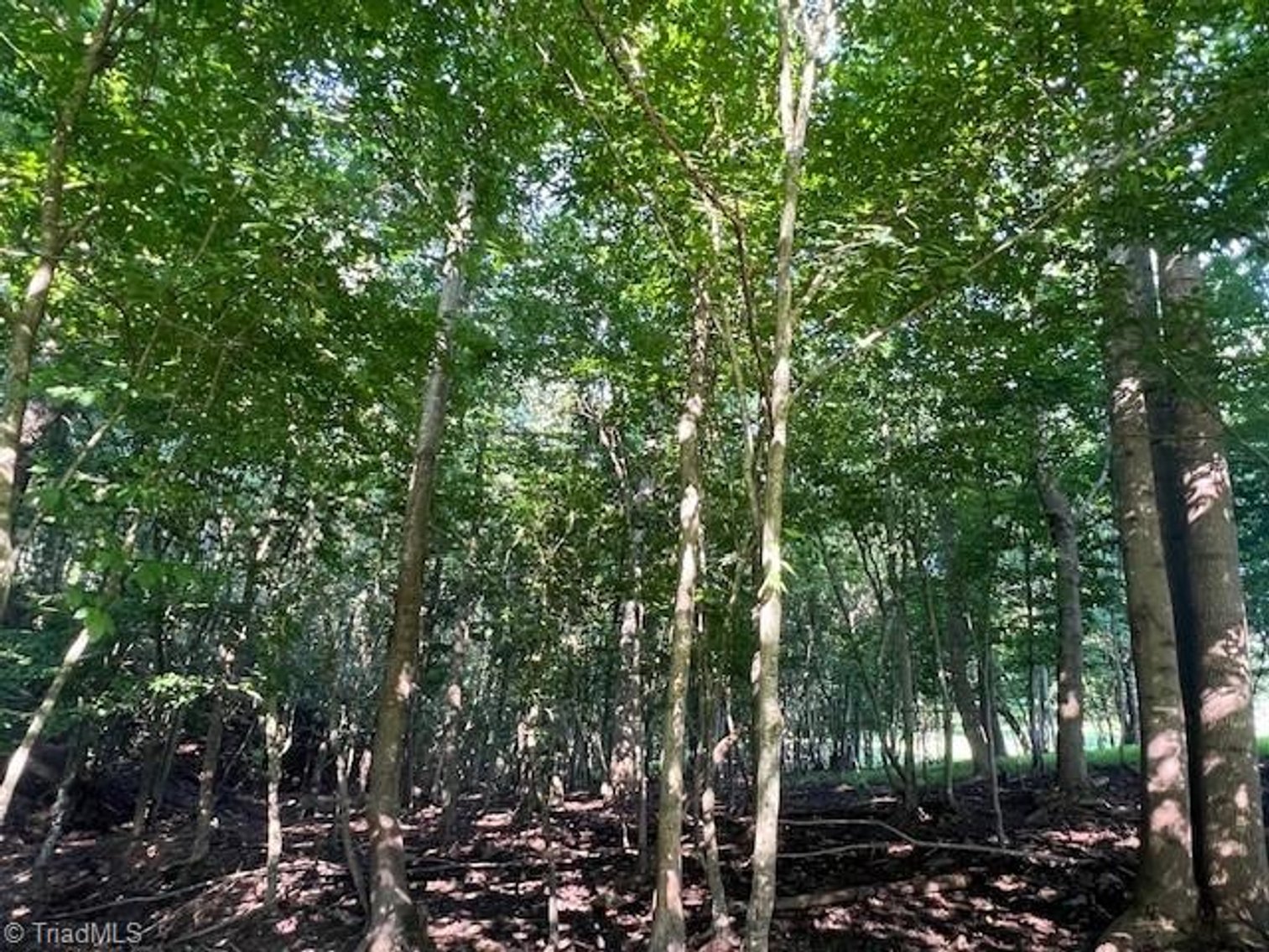 Image for Land For Sale in Mount Airy - 000 Potts Road