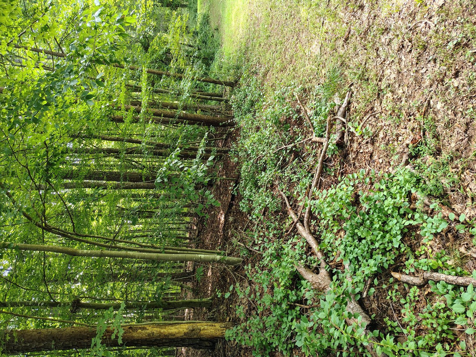 Image for Land For Sale in Ararat, Virginia - 0000 Ararat