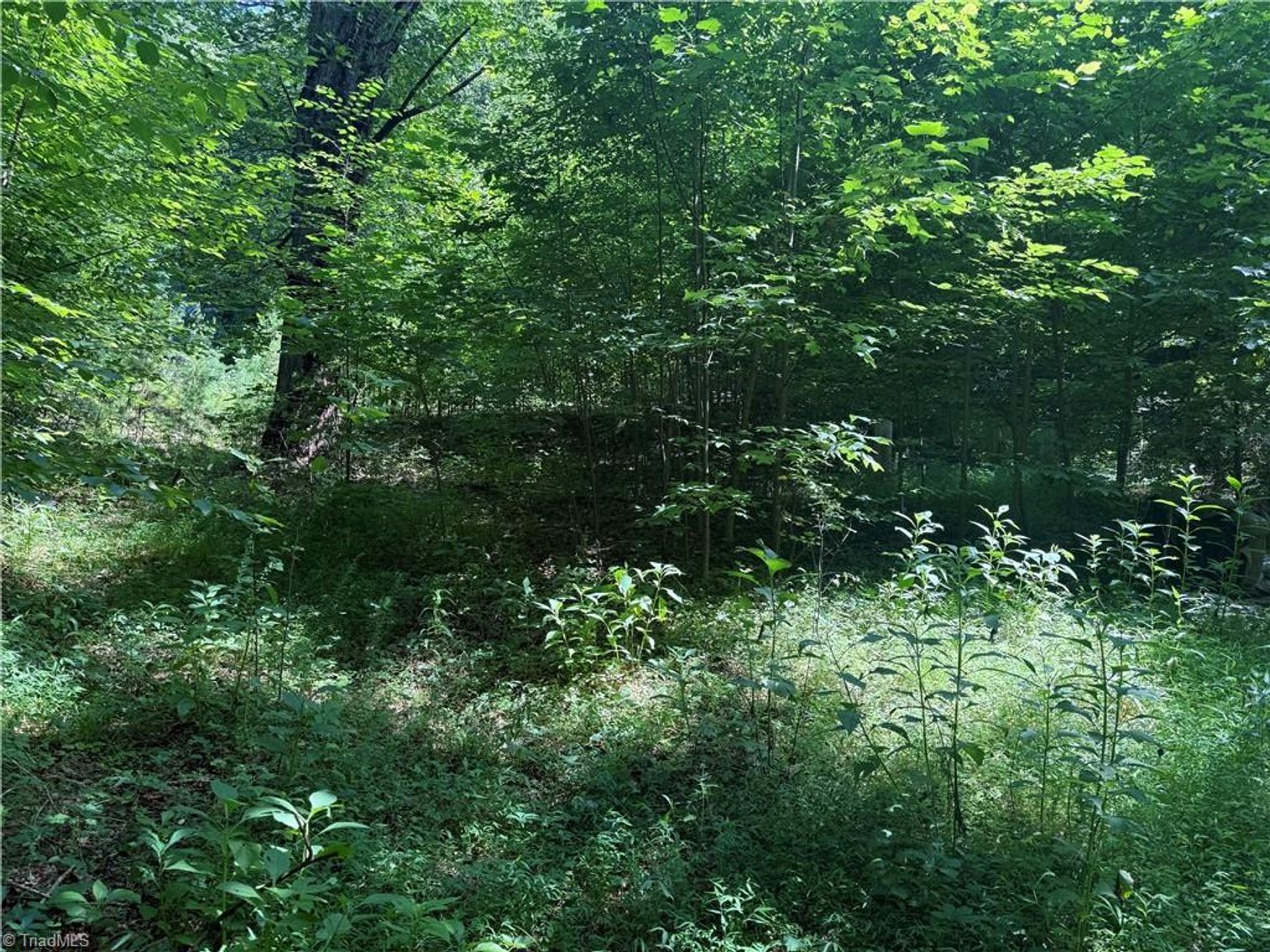 Image for Land For Sale in Cana, Virginia - 24 Copperhead Road