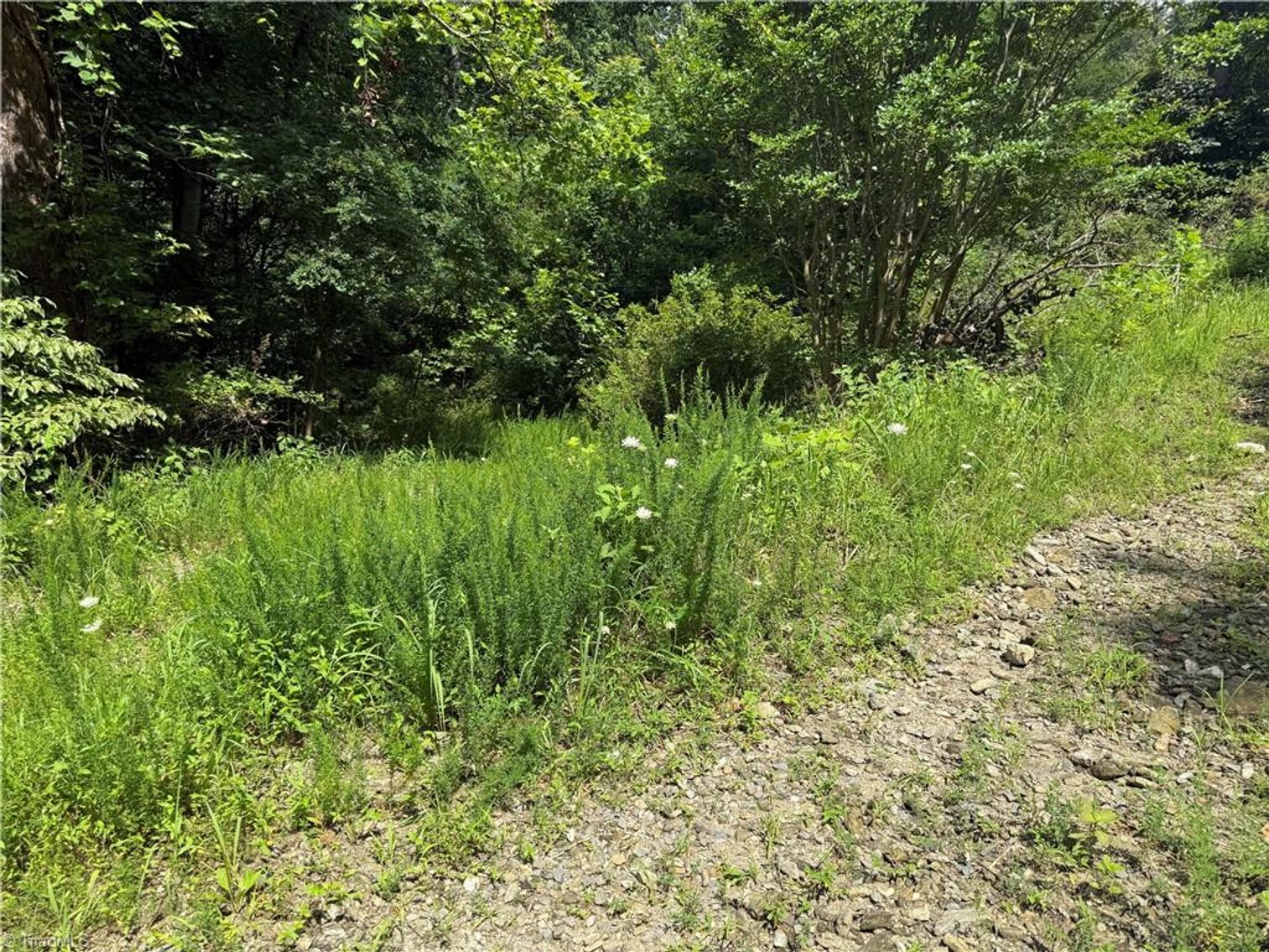 Image for Land For Sale in Cana, Virginia - 24 Copperhead Road