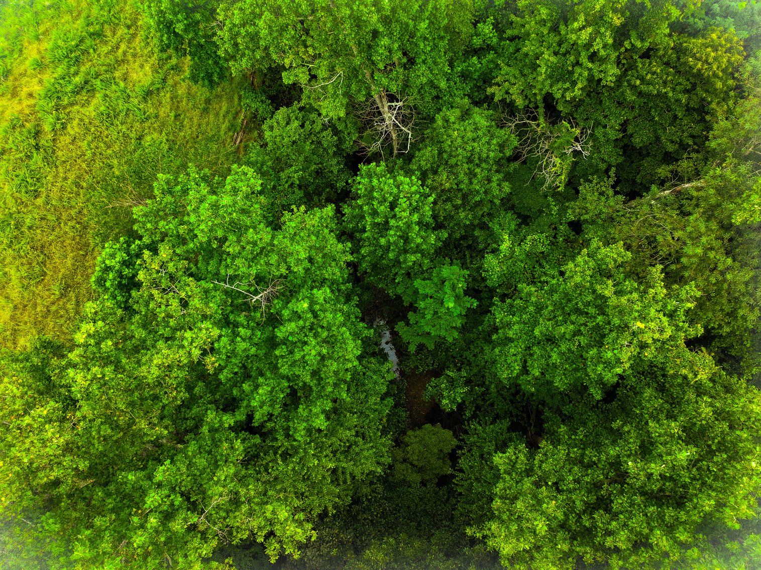 Image for Brick Ranch Home on 22± Acres in Lowgap, NC