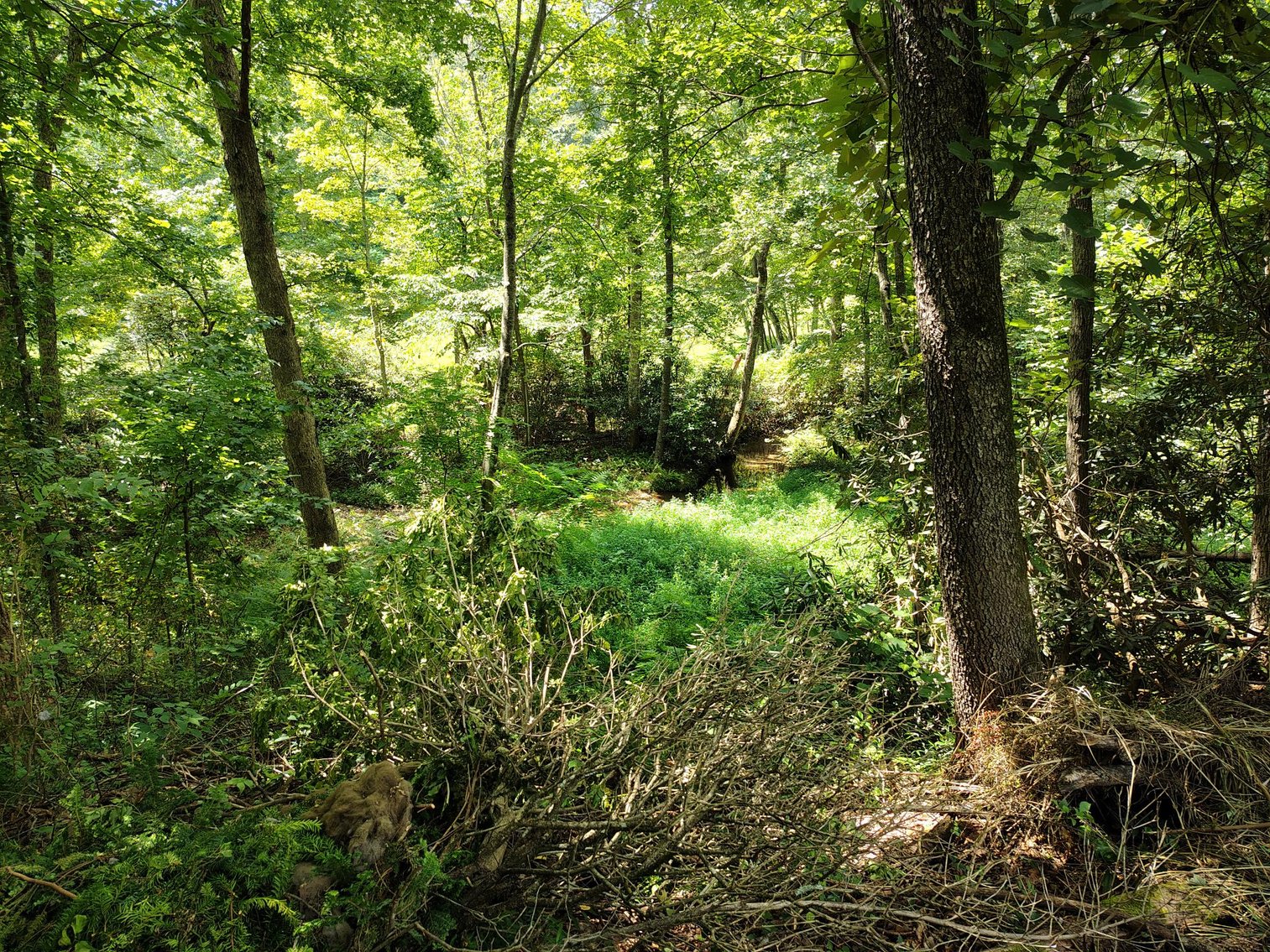 Image for Brick Ranch Home on 22± Acres in Lowgap, NC