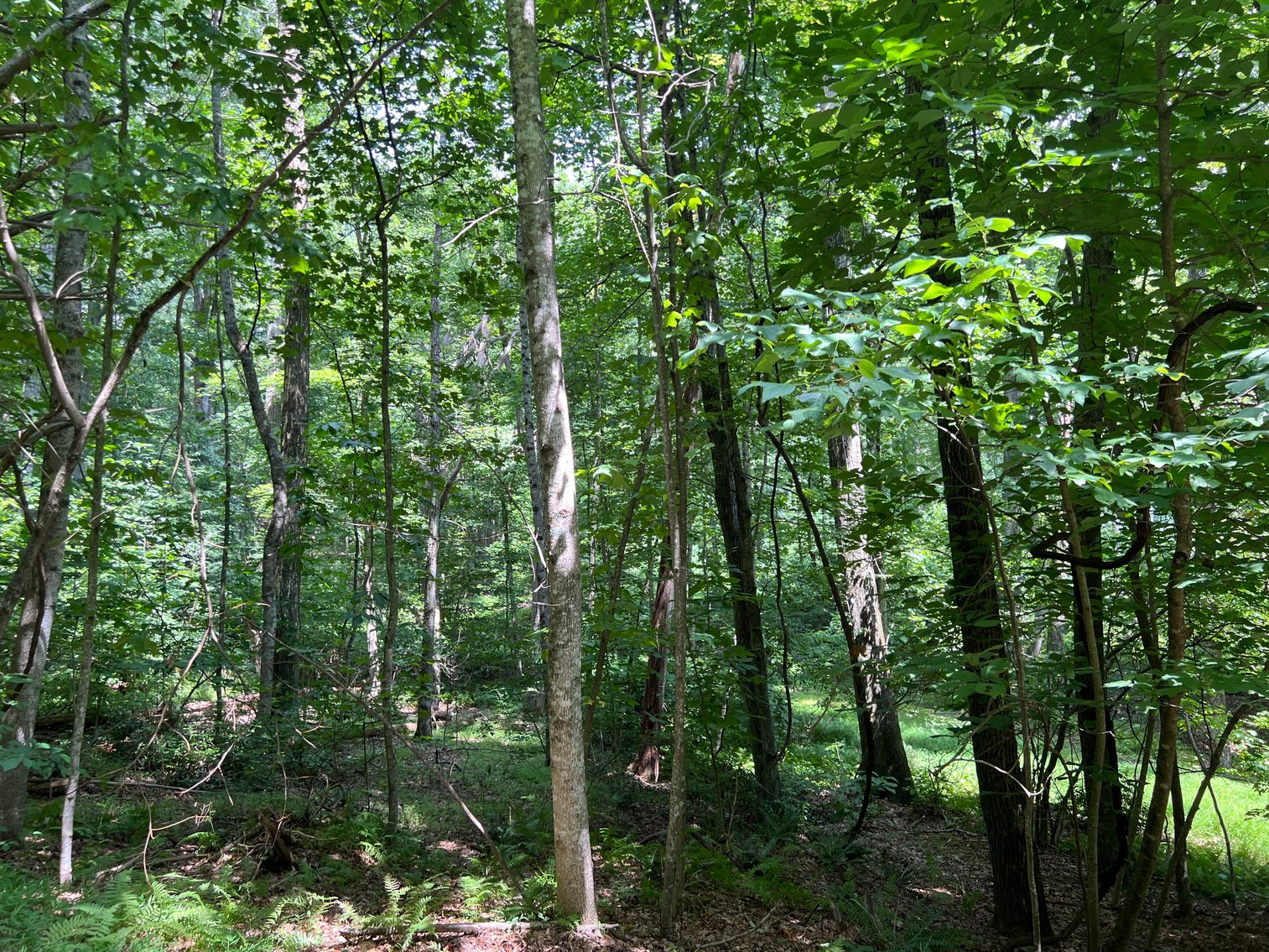 Image for Estate of The Late Jimmy Ray Newman - 3 Lots in Cascade Mountain | Fancy Gap, VA