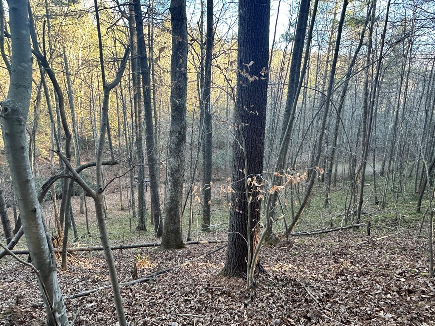 Image for Land For Sale in Ararat, Virginia - TBD Mitchells Mill