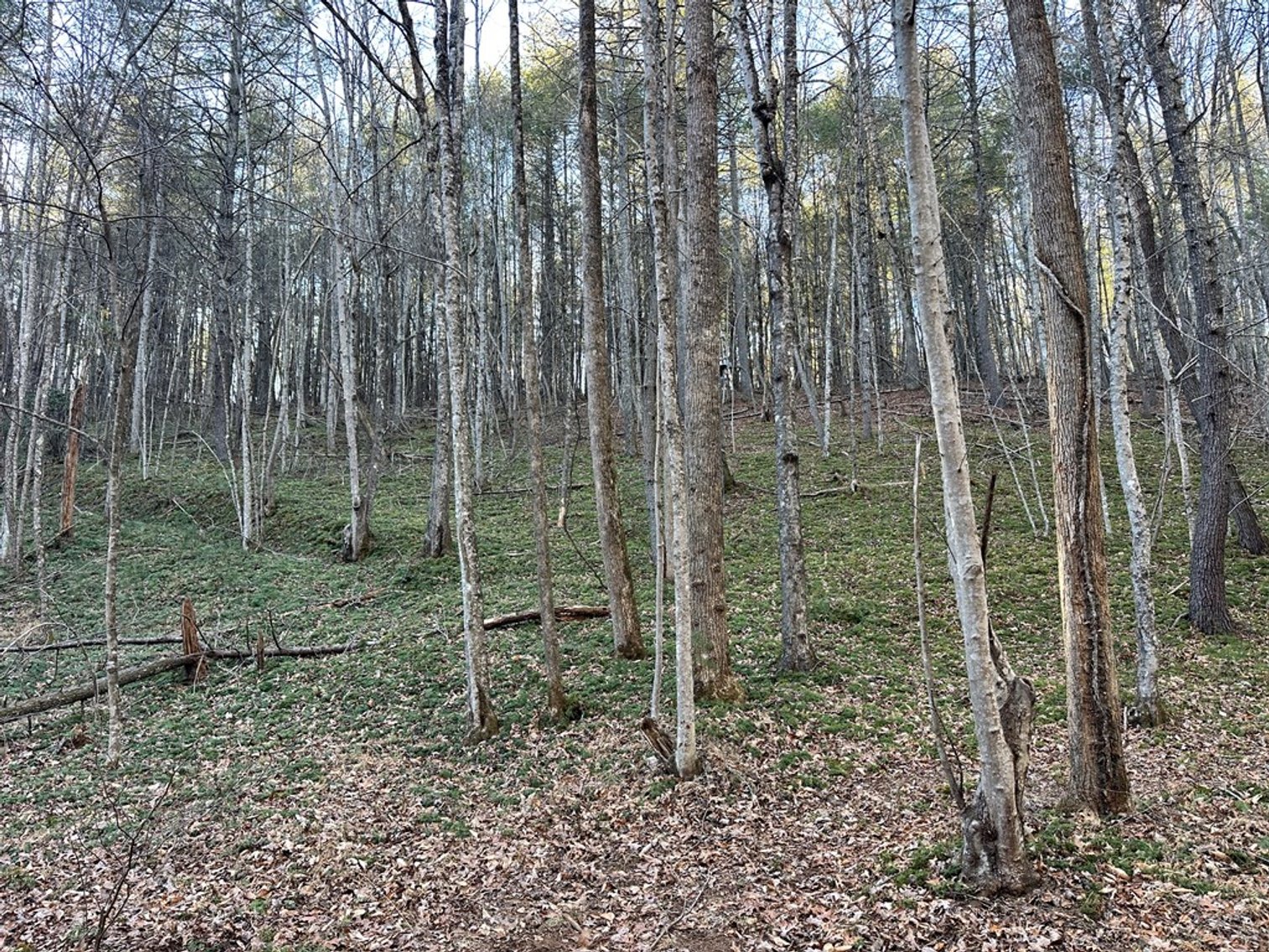 Image for Land For Sale in Ararat, Virginia - TBD Mitchells Mill