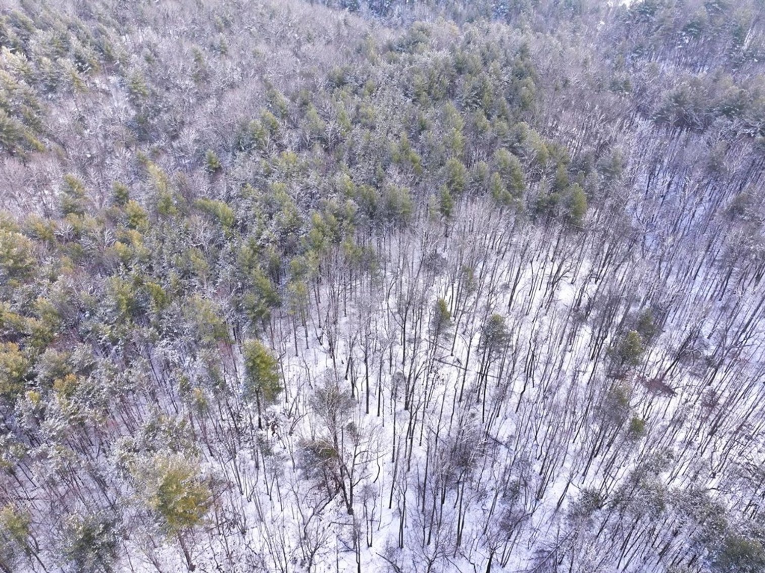 Image for Land For Sale in Ararat, Virginia - TBD Mitchells Mill