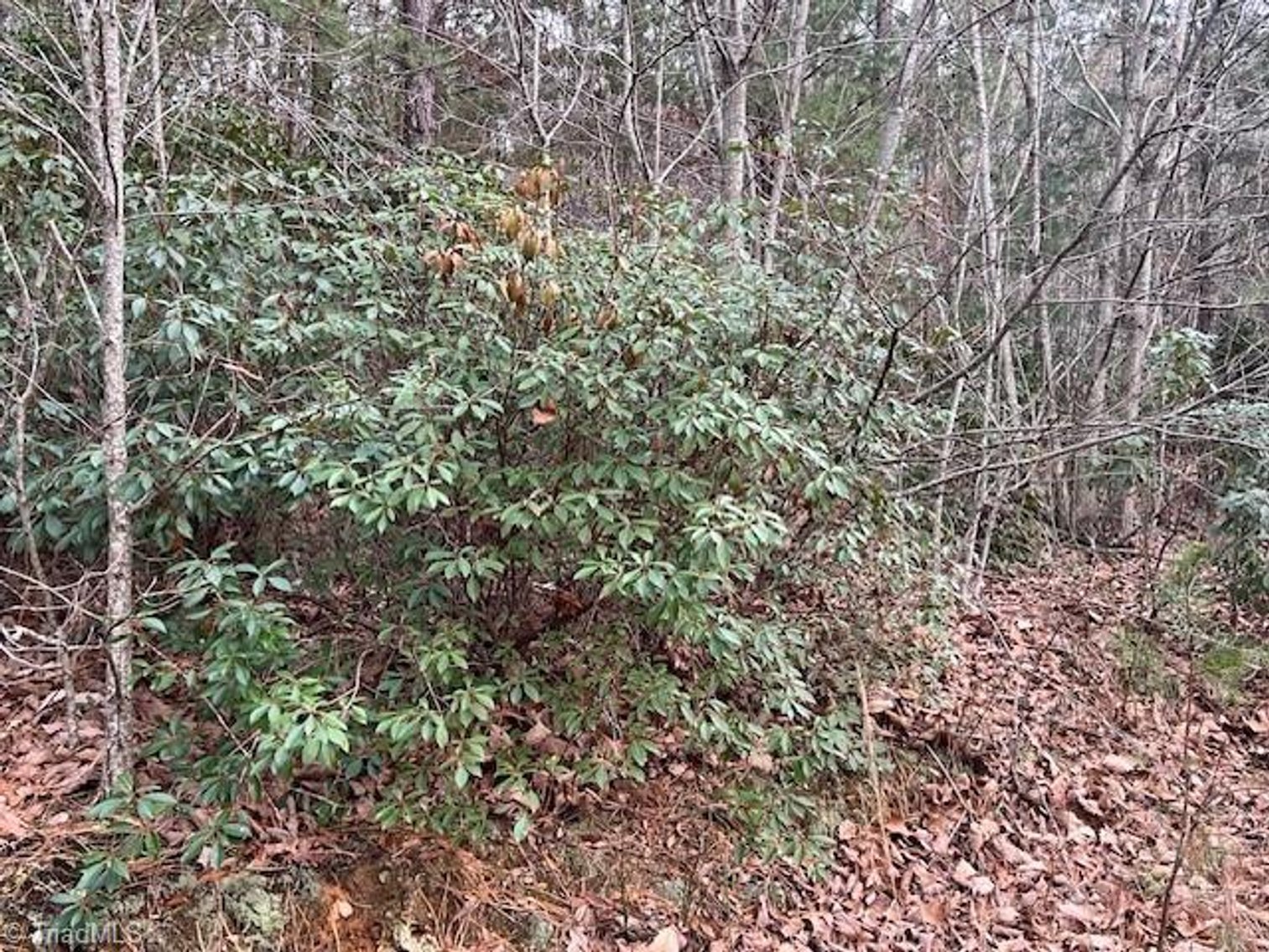 Image for Land For Sale in Lowgap, NC - TBD Tony Holder Road