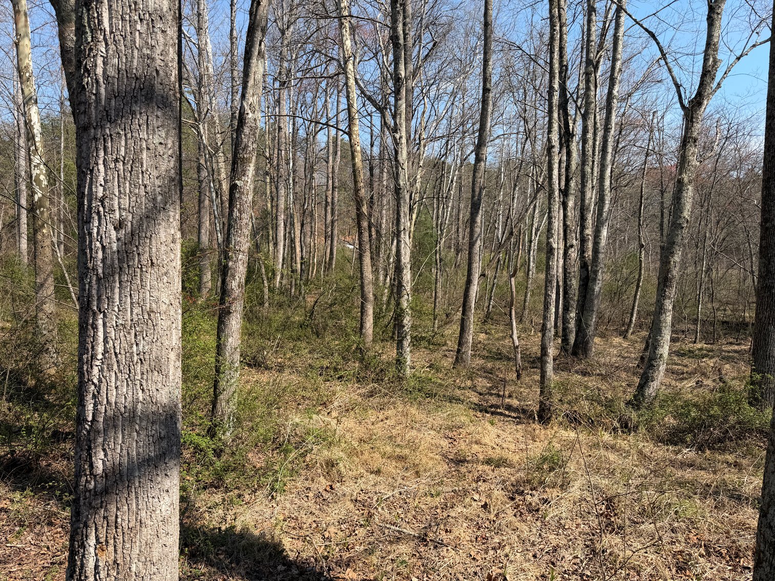 Image for Land For Sale in Lowgap, NC - TBD Old MIll Road