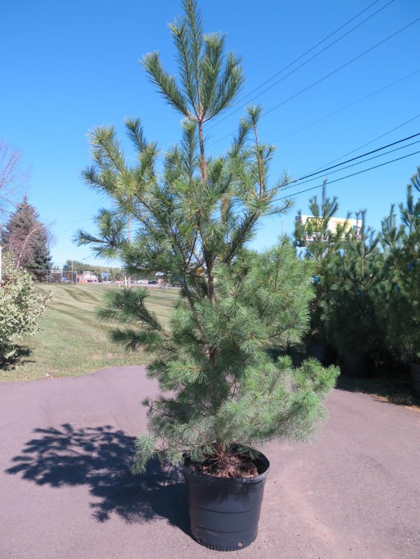Image for Trees - White Pine, Black Hills Spruce & More (LAST OF THE YEAR)