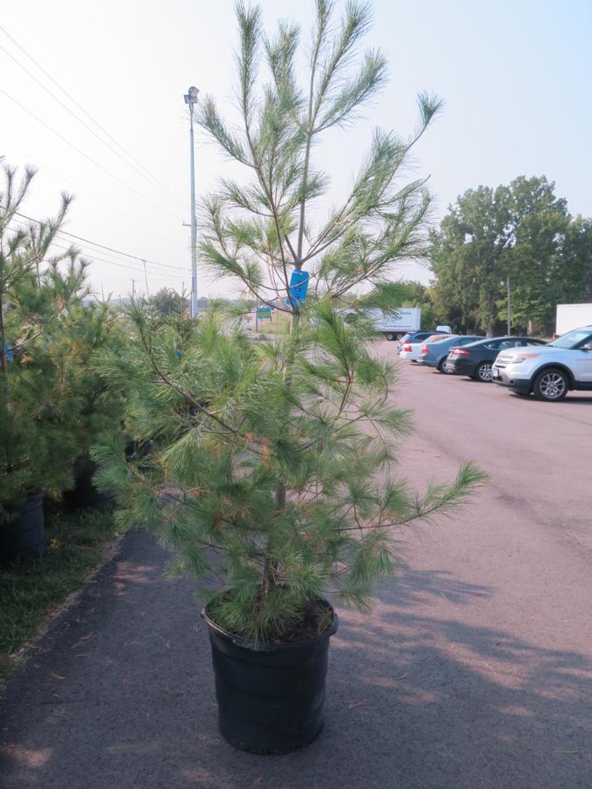 Image for 100+ Trees - White Pine, Black Hills Spruce & More