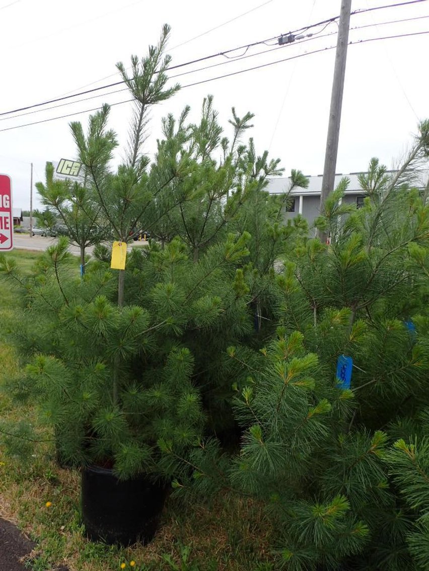 Image for Trees - White Pine, Black Hills Spruce & More