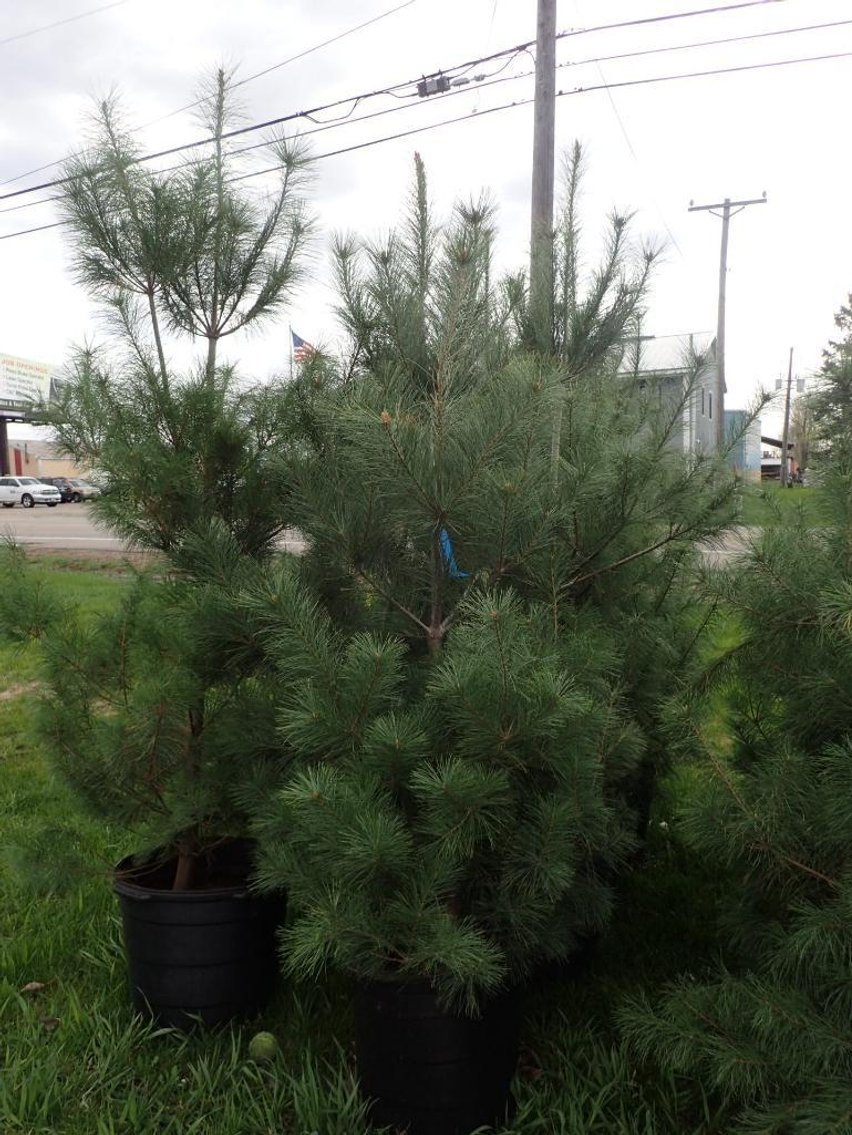 Image for Trees - White Pine, Black Hills Spruce & More