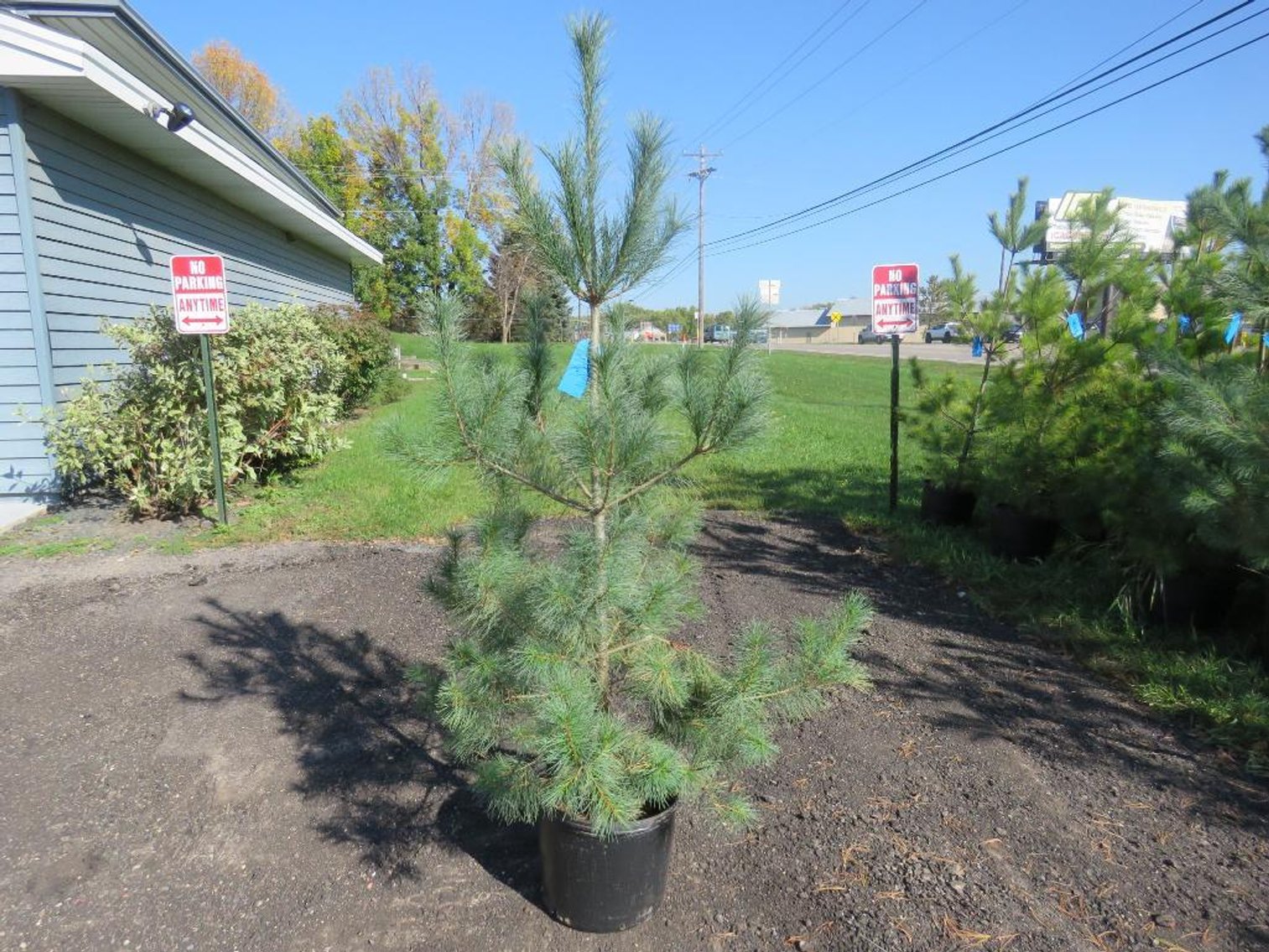 Image for Trees - White Pine, Black Hills Spruce & More