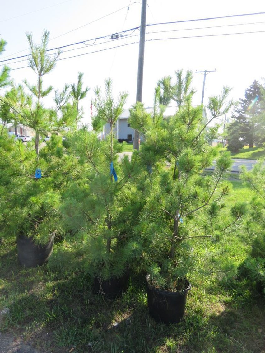 Image for Trees - White Pine, Black Hills Spruce & More