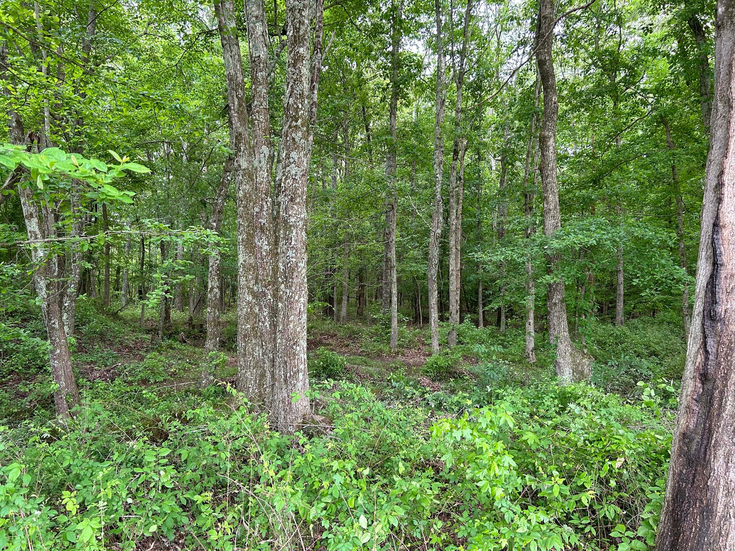 Image for Red Hill Road, Woodbury