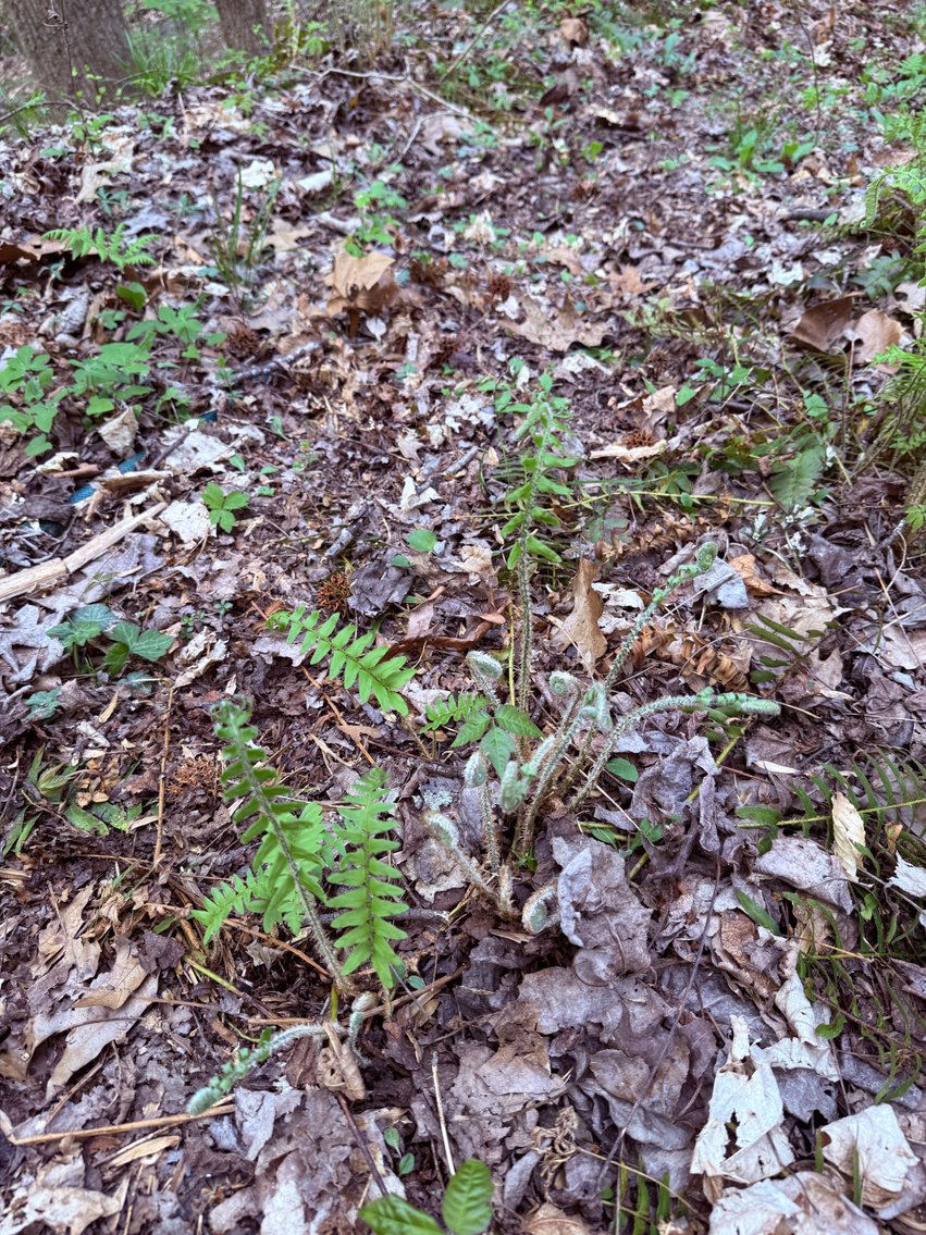 Image for 935 Sugar Tree Knob Rd, Liberty