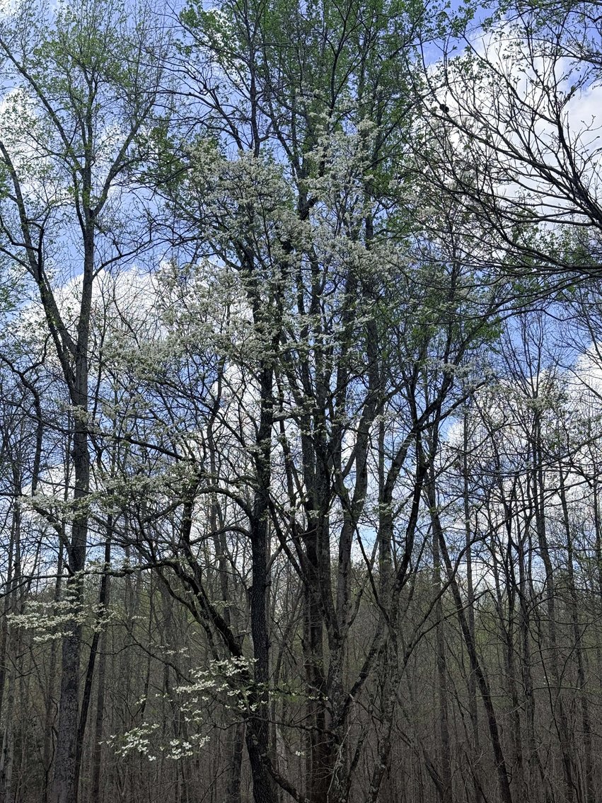 Image for 935 Sugar Tree Knob Rd, Liberty