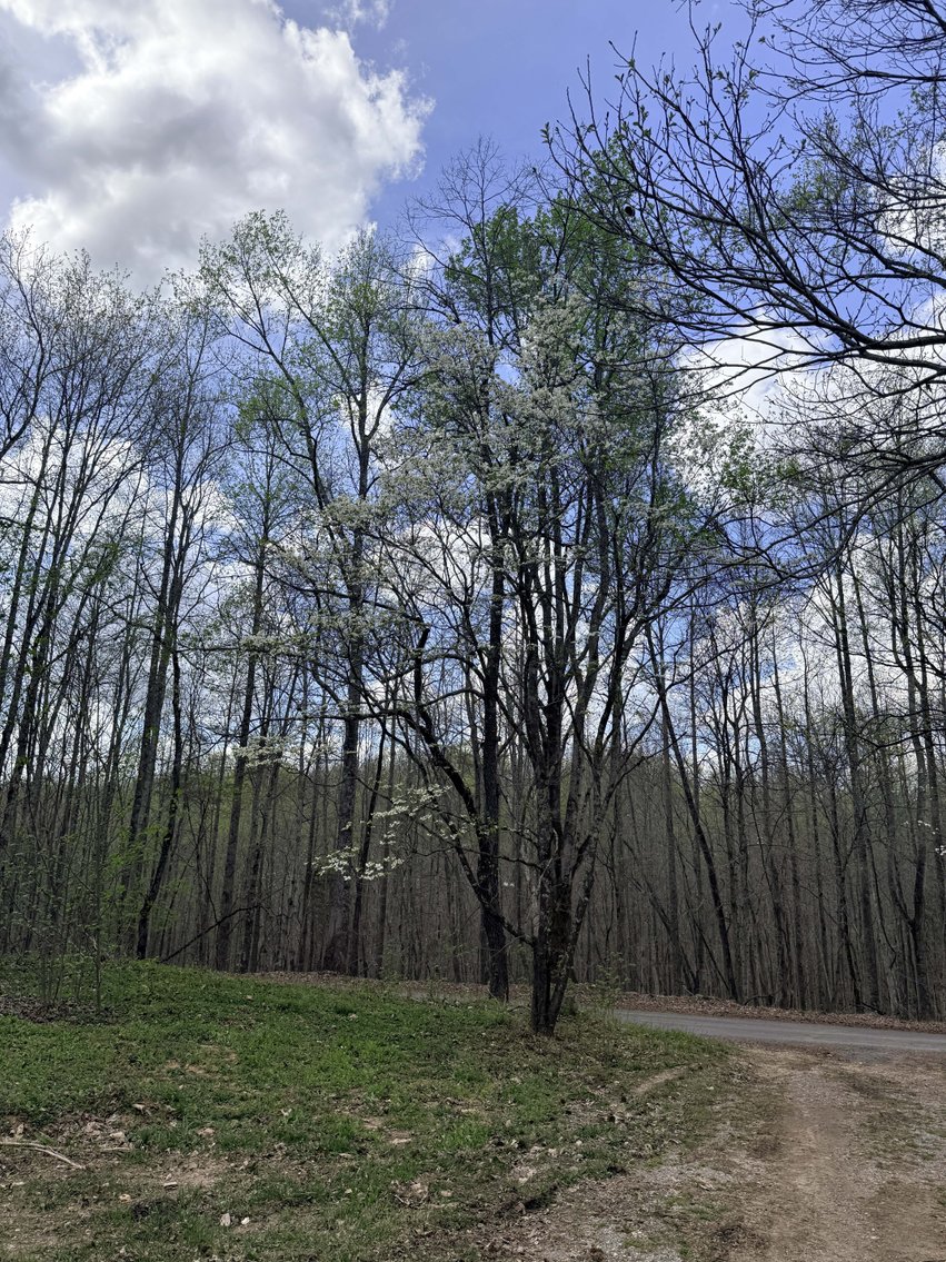 Image for 935 Sugar Tree Knob Rd, Liberty