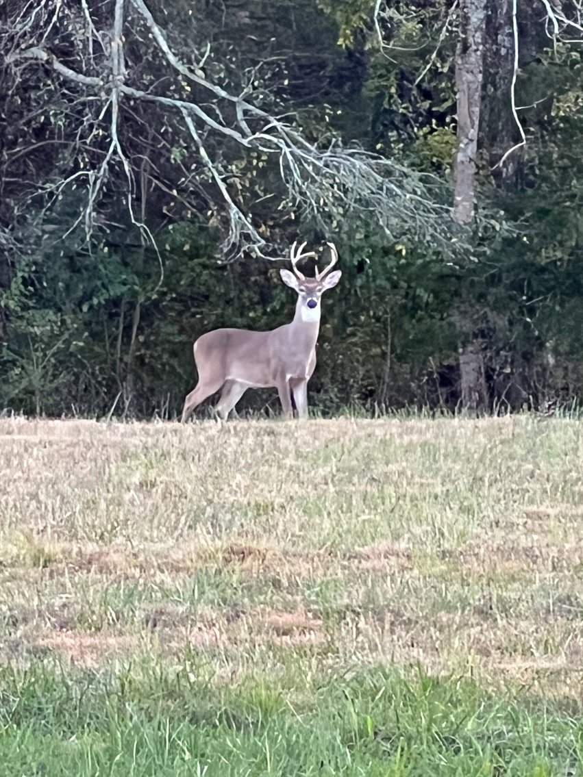 Image for 360 Bartons Creek Road, Lebanon