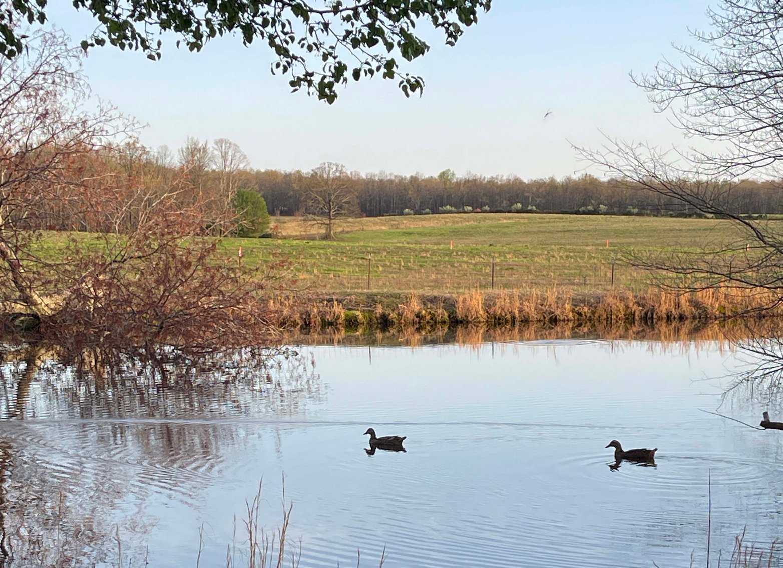 Image for Solomon Lane, Woodbury